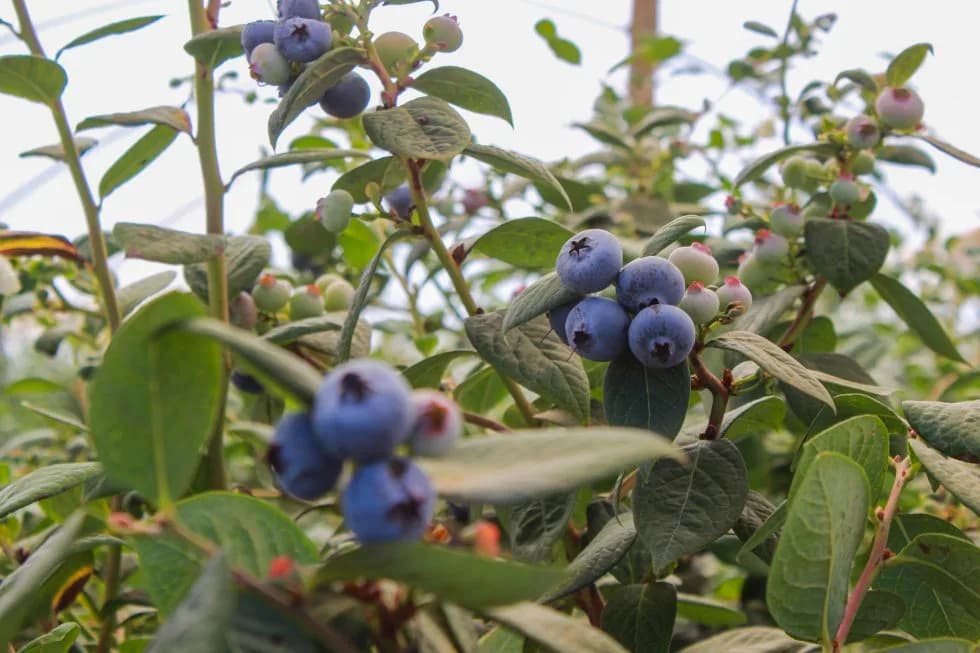 Algas Pacific: Beneficios en cultivo de arándano