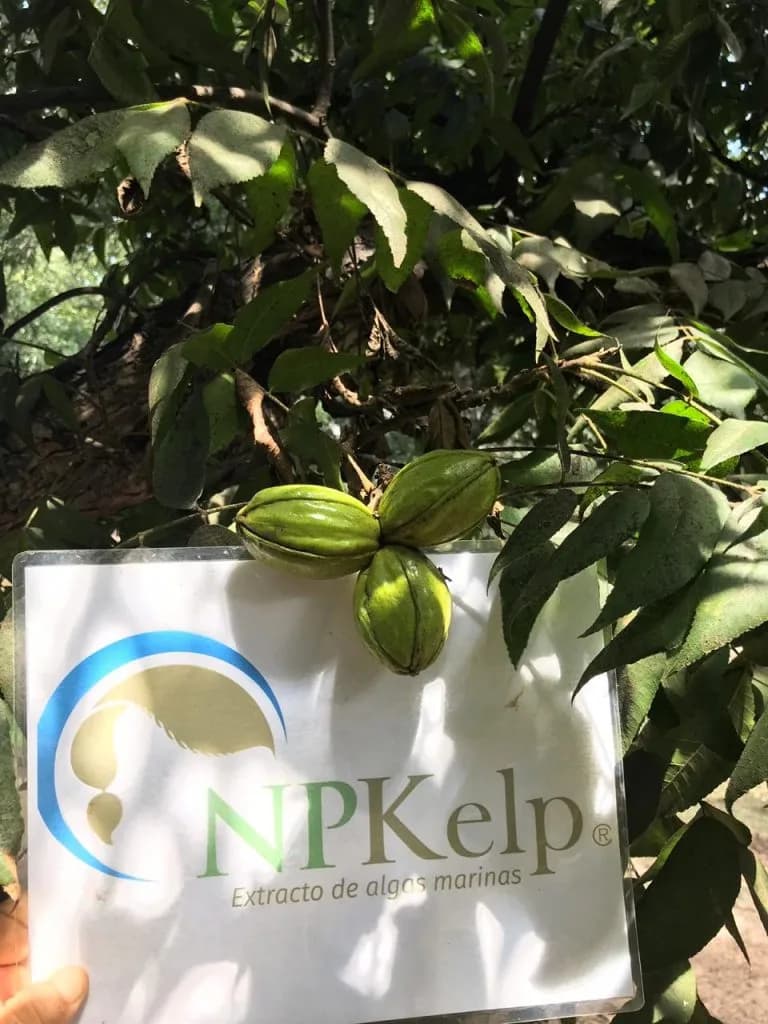 Algas Pacific: Beneficios de los productos en el cultivo de nogal