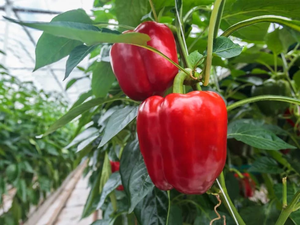 Algas Pacific: Resultado de beneficios en cultivo de pimiento