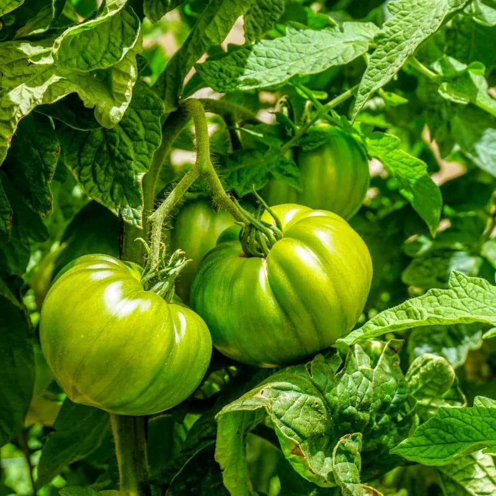 Algas Pacific: Beneficios en cultivo de tomate