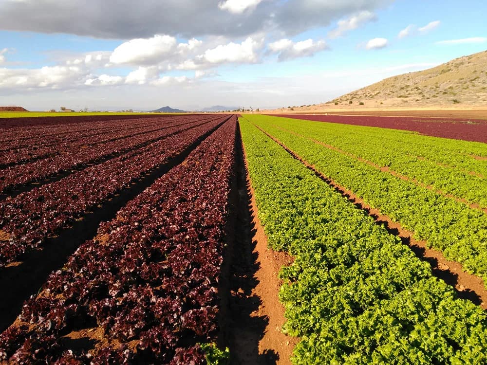 Algas Pacific® España: presentes en cultivos de Valencia, Almería, Murcia y Alicante.