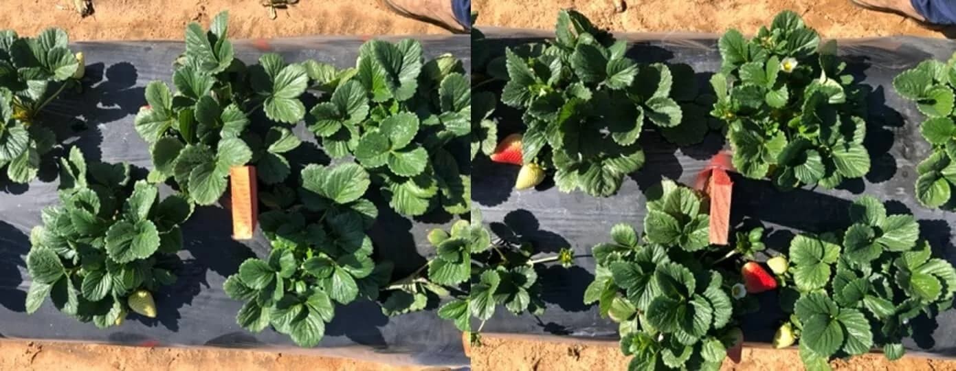 Orgullo nacional: La fresa mexicana en el mercado estadounidense y el reto de los agricultores.