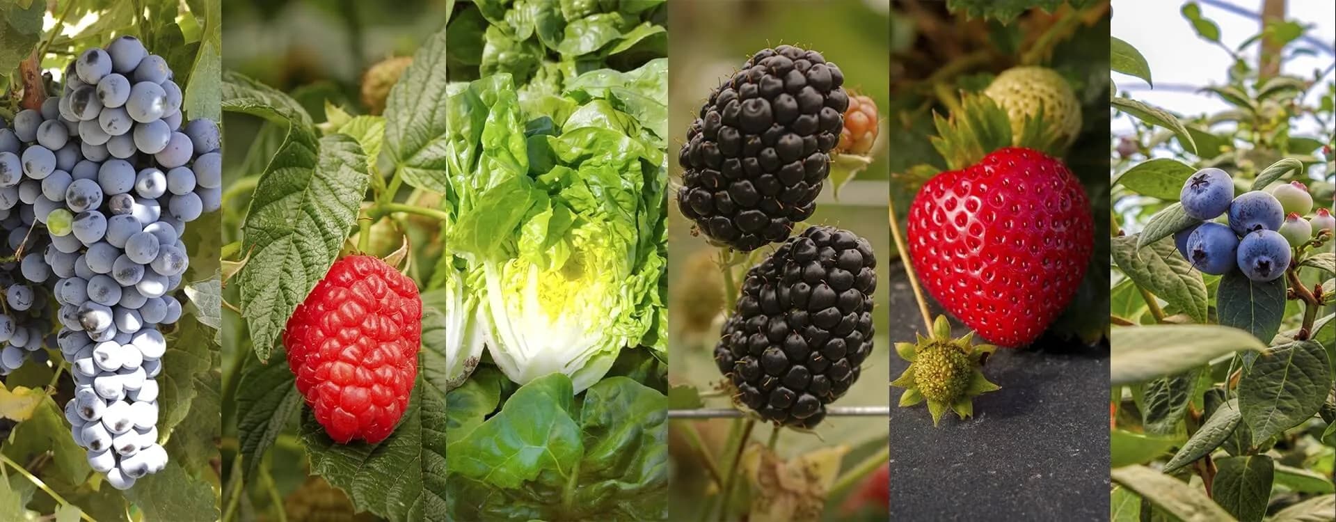 El método AP en el aprovechamiento de los nutrientes vegetales.