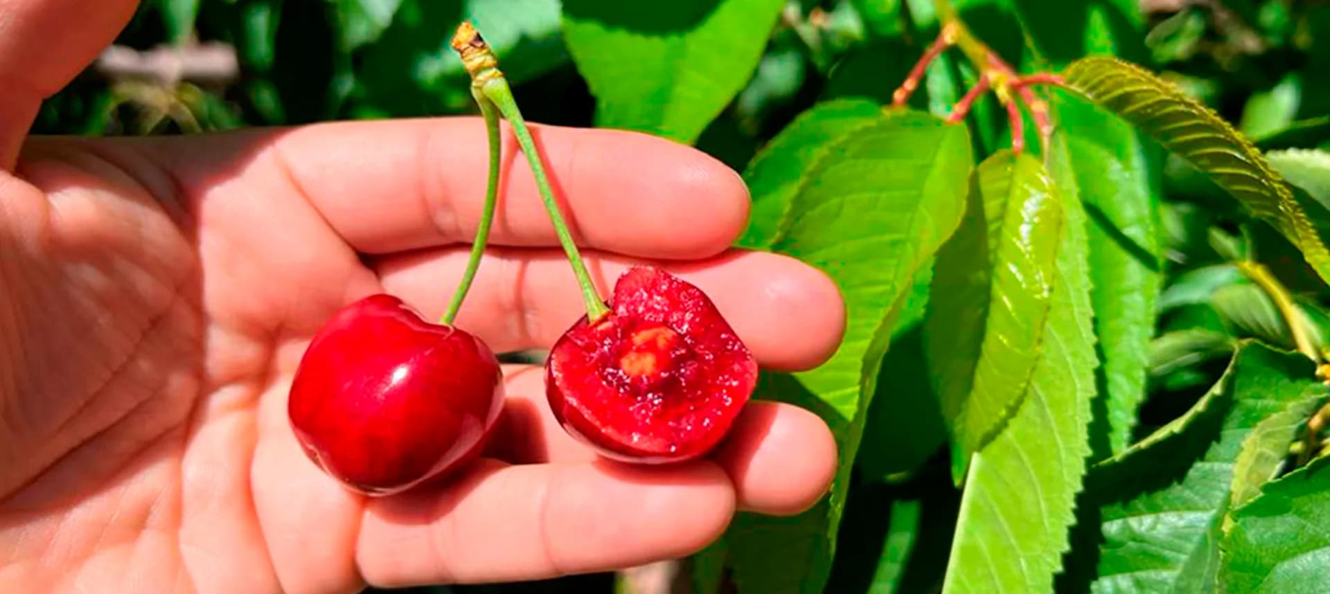 Retos de la cereza en 2022: una carrera contra el tiempo