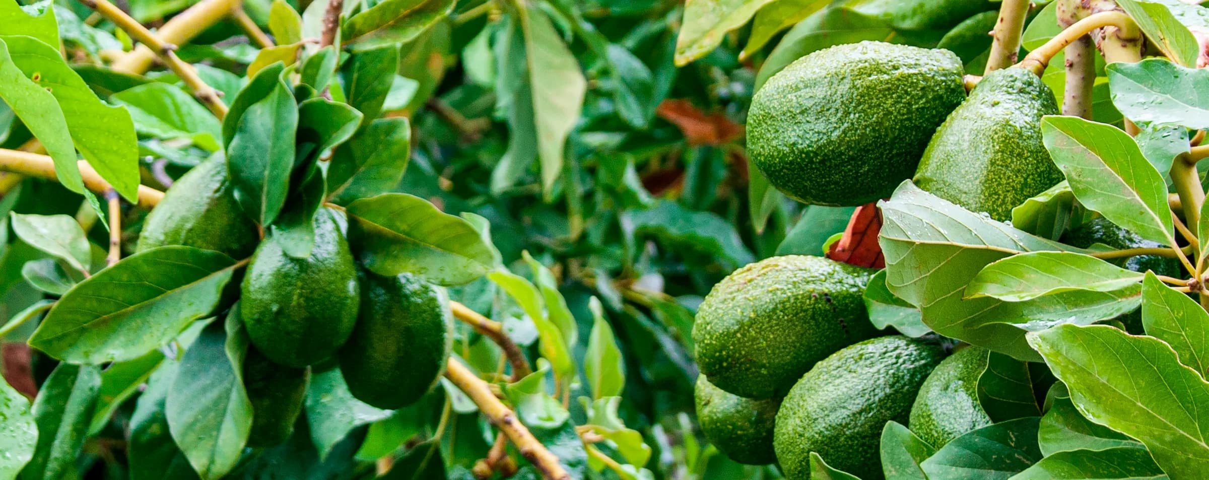 Aguacate, un referente mexicano en el extranjero.
