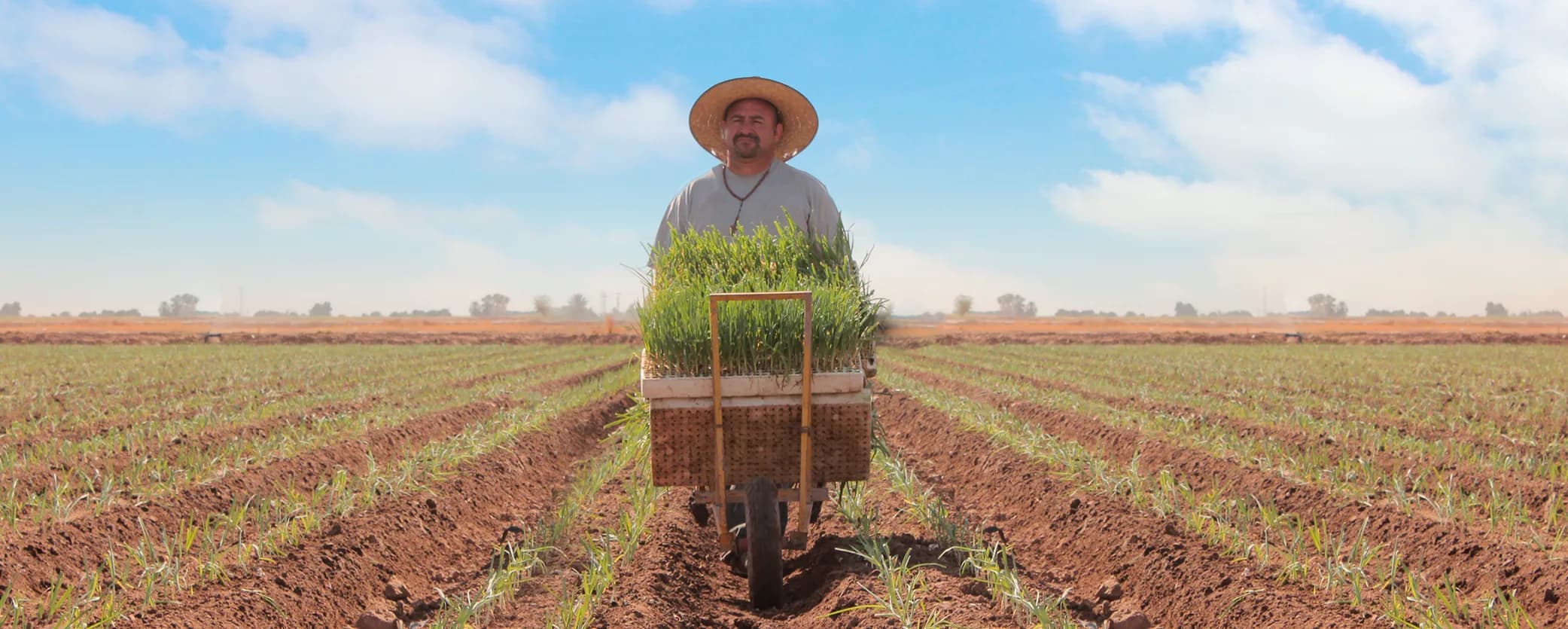 Agricultura regenerativa