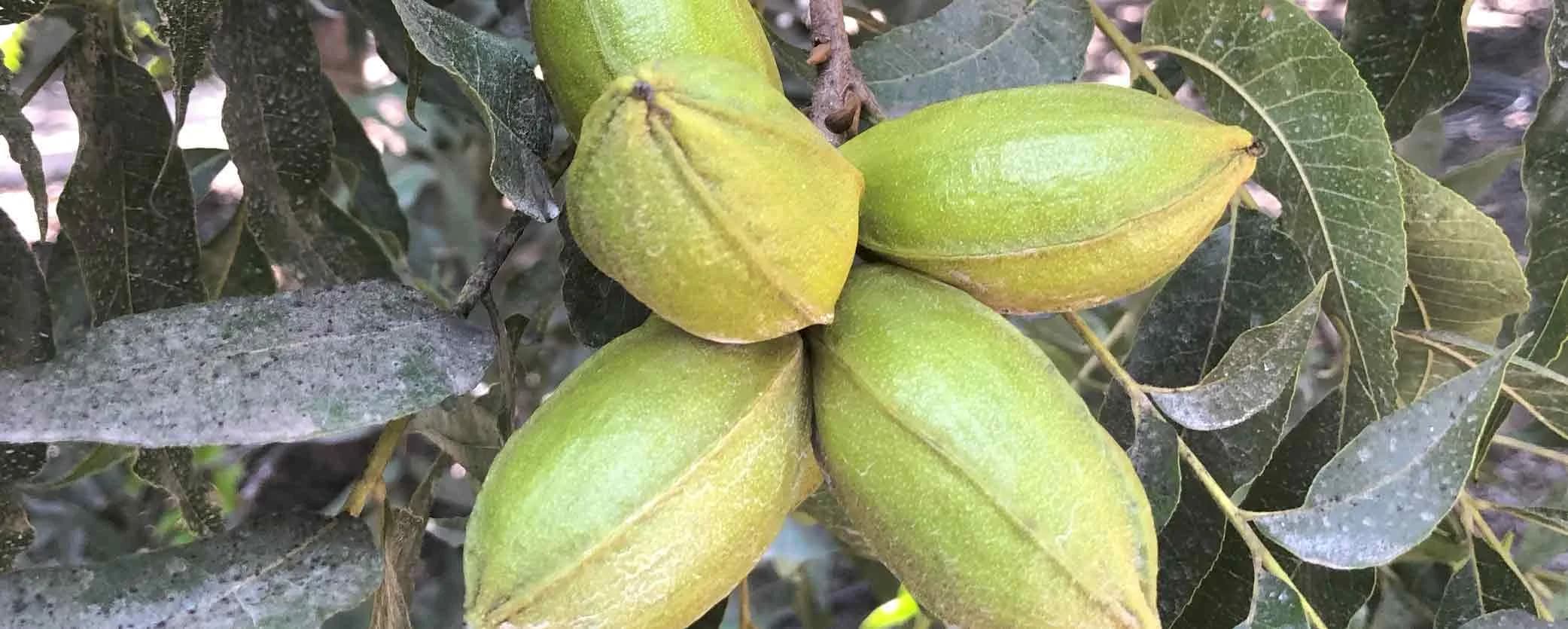 ZnKelp: Innovación en la nutrición del Nogal Pecanero